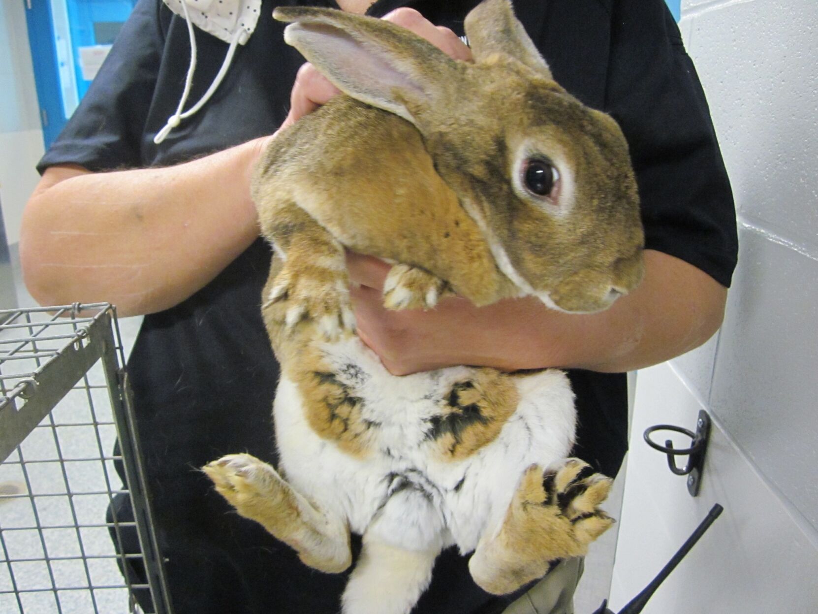 Photo_News_stray bunnies_5.jpg